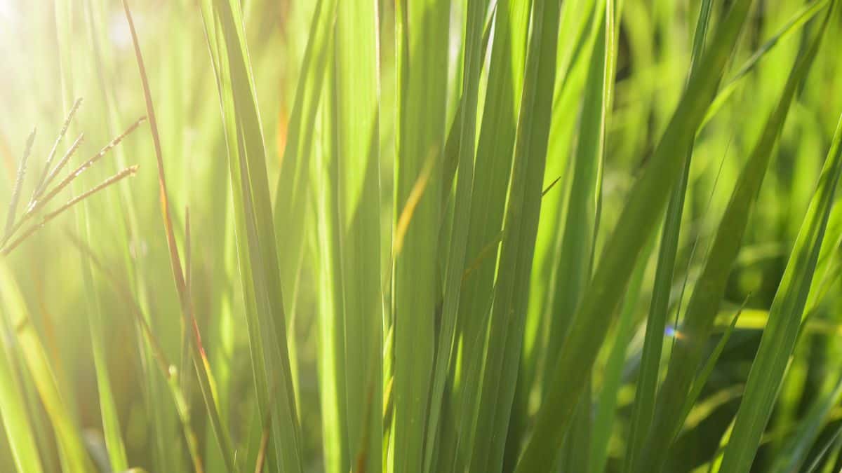 growing-lemongrass